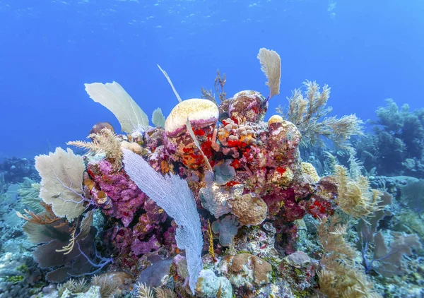 Korallenriff Vor Der Küste Der Insel Roatan — Stockfoto