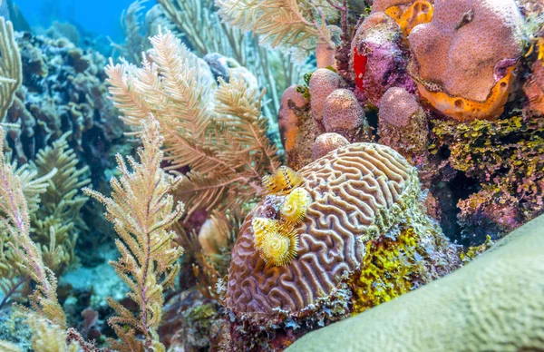 Arrecife Coral Frente Costa Isla Roatán —  Fotos de Stock