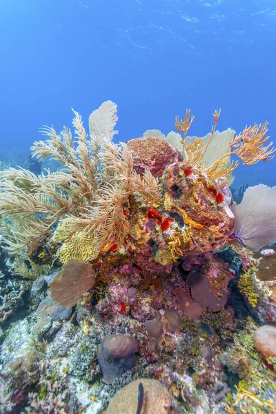 Coral Reef Coast Island Roatan — Stock Photo, Image