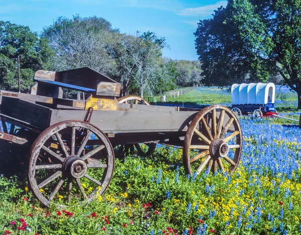 Wagons Covered Wagons Feld Blue Bonnets — Stock Photo, Image