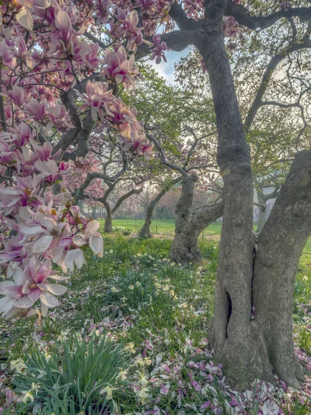 Central Park Manhattan Nowy Jork Wiosną — Zdjęcie stockowe