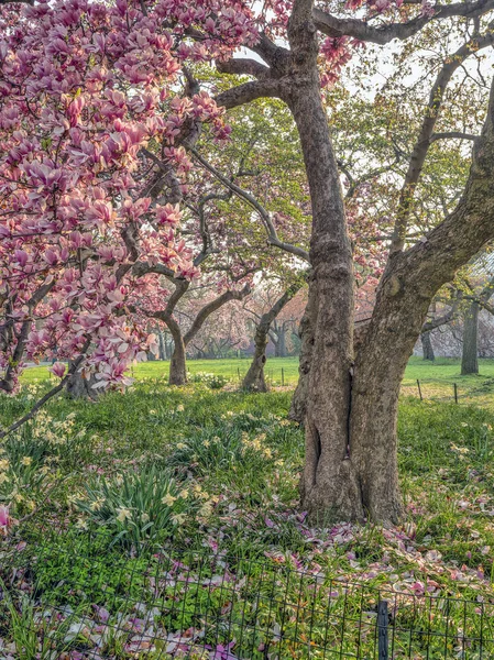 Central Park Μανχάταν Νέα Υόρκη Την Άνοιξη — Φωτογραφία Αρχείου