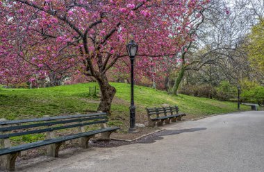 Central Park, Manhattan, New York City kiraz ağaçları ile bahar