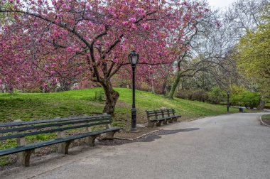 Central Park, Manhattan, New York City kiraz ağaçları ile bahar