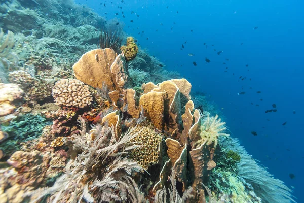 Arrecife Submarino Coral Frente Costa Roatán — Foto de Stock