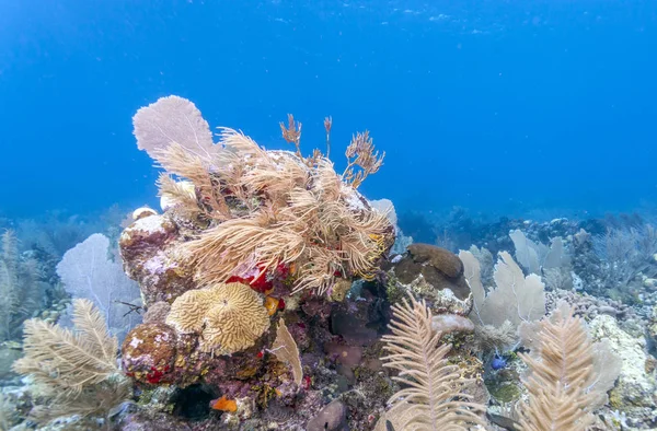 罗阿坦海岸附近的水下珊瑚礁 — 图库照片