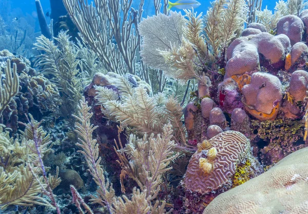 Recifes Coral Subaquático Largo Costa Roatan — Fotografia de Stock