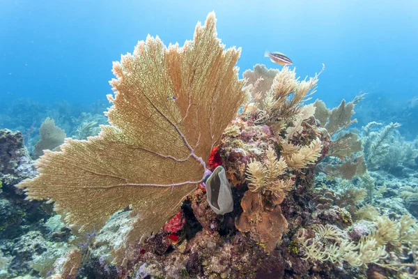 罗阿坦海岸附近的水下珊瑚礁 — 图库照片