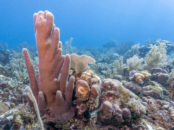 Víz Alatti Coral Reef Parton Roatan Szigete — Stock Fotó