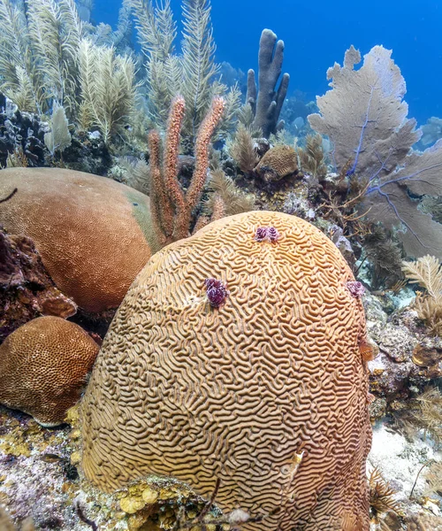 Underwater Korallrev Utanför Kusten Roatan — Stockfoto