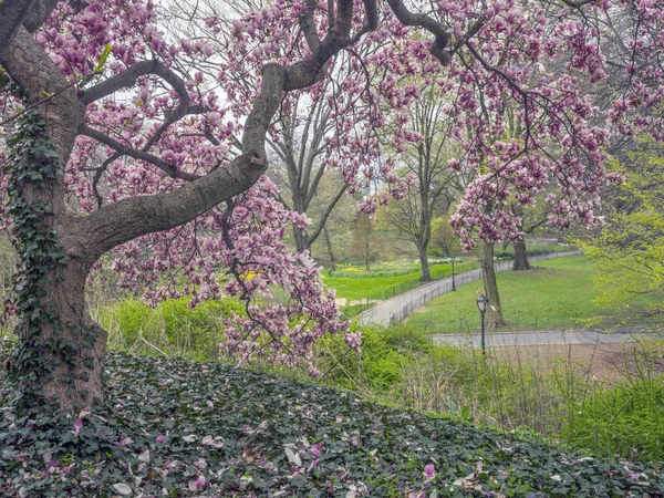 Central Park Manhattan New York City Het Voorjaar — Stockfoto