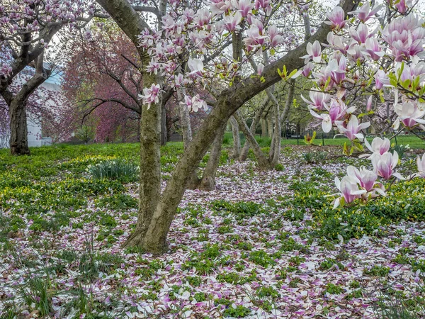 Central Park Manhattan New York City Jaře — Stock fotografie