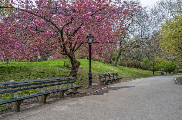 Central Park Manhattan New York City Frühling Mit Kirschbäumen — Stockfoto