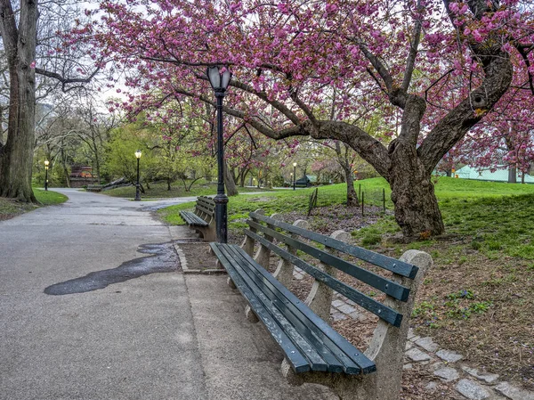 桜並木の春のマンハッタン ニューヨーク市セントラル パーク — ストック写真