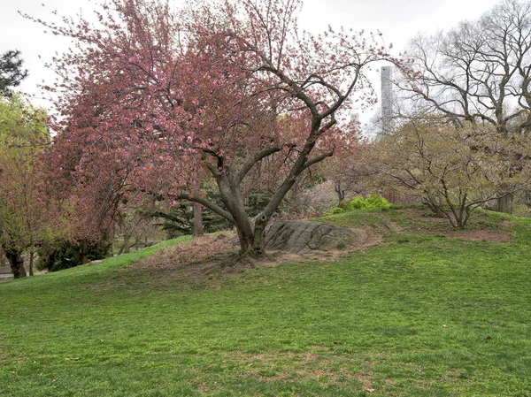 Central Park Manhattan New York City Frühling Mit Kirschbäumen — Stockfoto