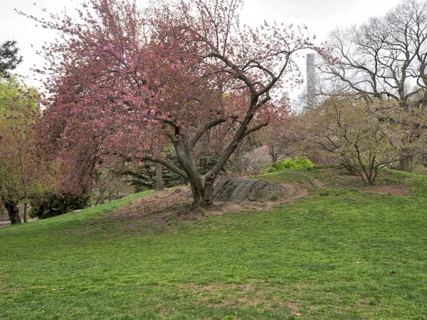 Central Park Manhattan New York City Jaře Třešní — Stock fotografie