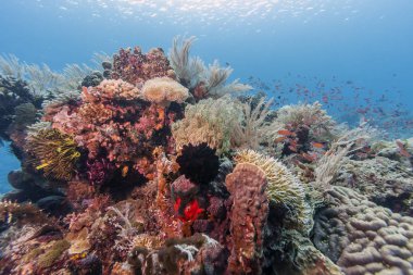 Mercan sahil Bali Endonezya kapalı