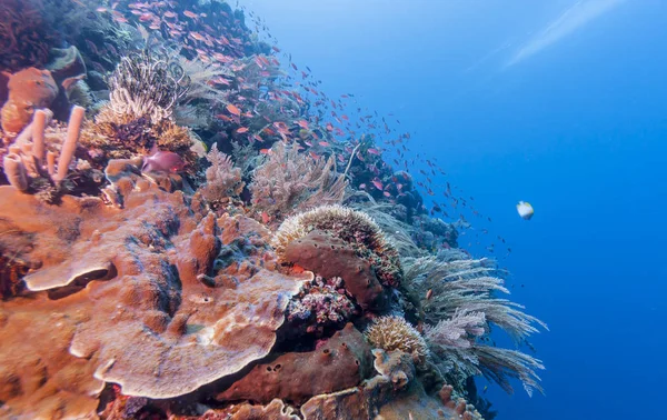 Récif Corallien Large Des Côtes Bali Indonésie — Photo