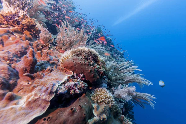 Arrecife Coral Frente Costa Bali Indonesia —  Fotos de Stock
