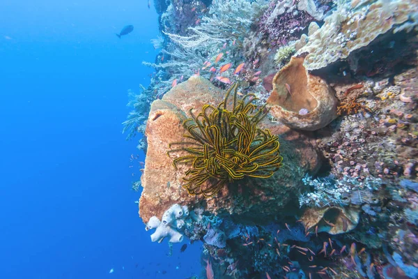 Coral Reef Coast Bali Indonesia — Stock Photo, Image