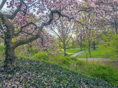Central Park, Manhattan, New York Baharda