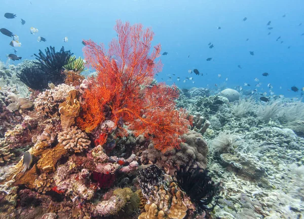 Barriera Corallina Largo Della Costa Bali Indonesia — Foto Stock