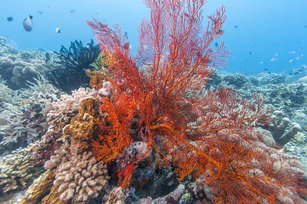 Barriera Corallina Largo Della Costa Bali Indonesia — Foto Stock