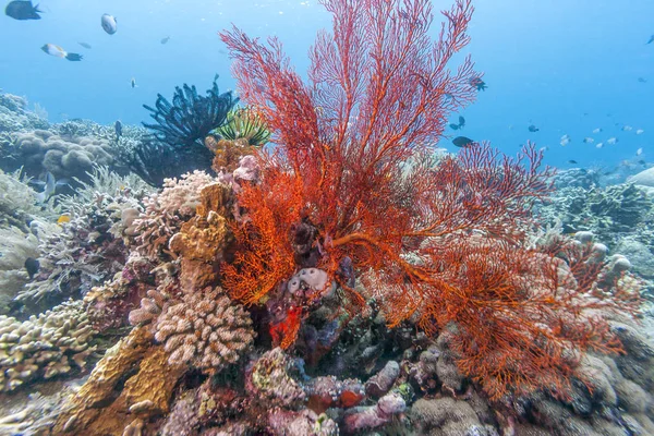 Коралловый Риф Берегов Бали — стоковое фото