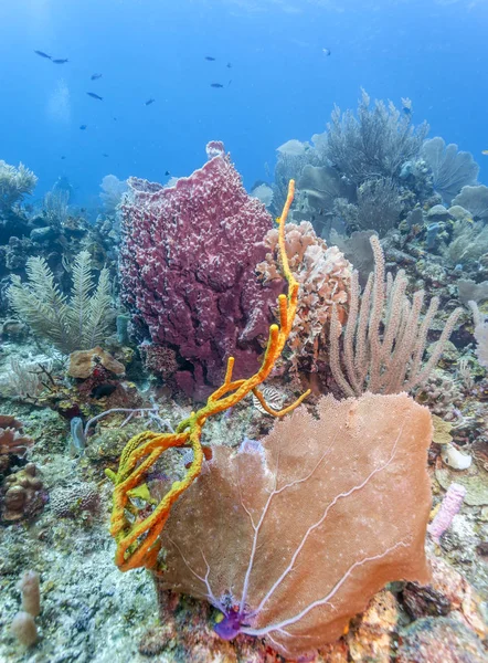 Coral Reef Partján Roatan Szigete Óriás Hordó Szivacs — Stock Fotó