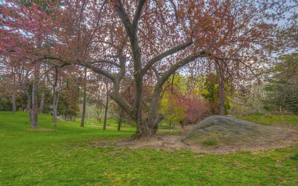 Central Park Manhattan New York City Spring — Stock Photo, Image