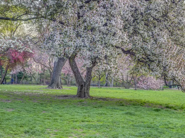 Центральный Парк Манхэттен Нью Йорк Весной — стоковое фото