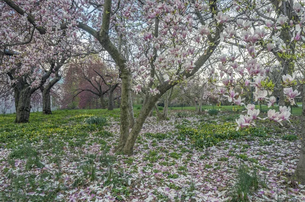 Central Park Manhattan Nueva York Primavera —  Fotos de Stock