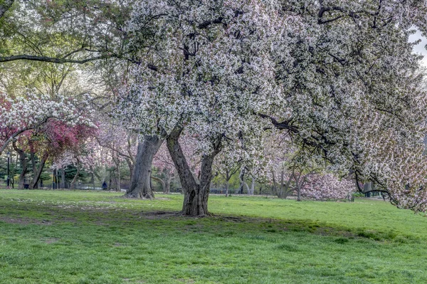 Central Park Manhattan New York Baharda — Stok fotoğraf