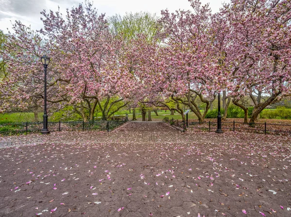 Central Park Manhattan Nova Iorque Primavera — Fotografia de Stock