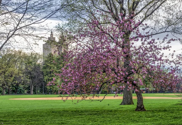 Центральный Парк Манхэттен Нью Йорк Весной — стоковое фото