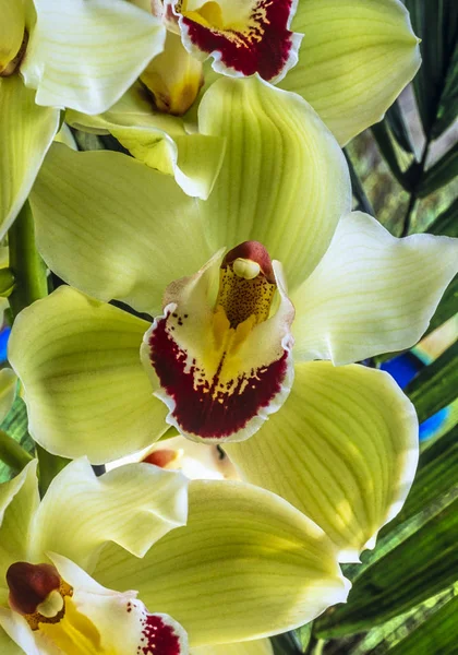 Phalaenopsis Conhecida Como Planta Orquídea Traça — Fotografia de Stock