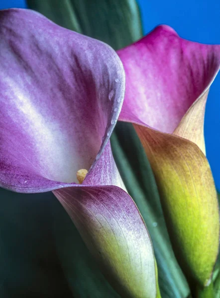 Som Aethiopica Calla Lily Art Familjen Kallaväxter — Stockfoto