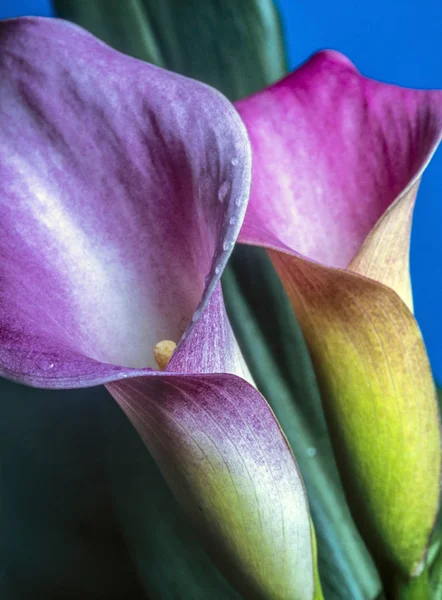 Zantedeschia Aethiopica Calla Giglio Una Specie Della Famiglia Delle Araceae — Foto Stock