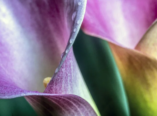 Cantedeskia Etiopska Calla Lily Gatunek Rodziny Araceae — Zdjęcie stockowe