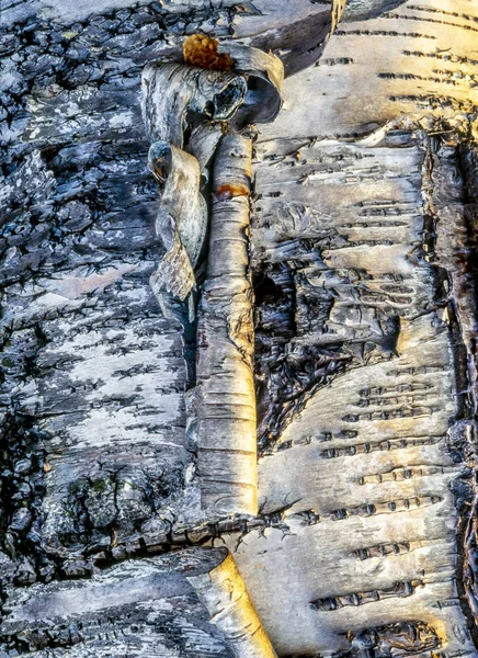 Betula Papyrifera Bříza Papíru Také Známý Jako Bílá Bříza Bříza — Stock fotografie