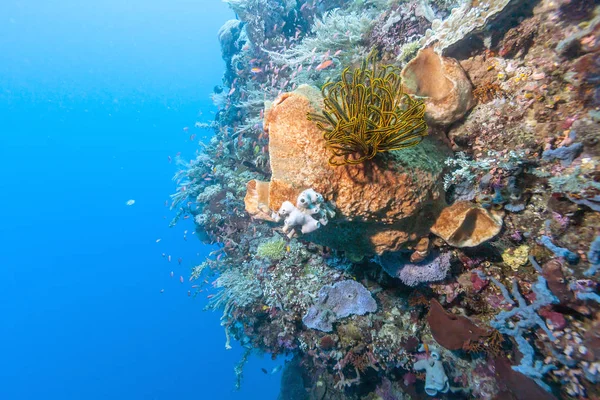 Coral Reef Oast Bali Latem — Zdjęcie stockowe