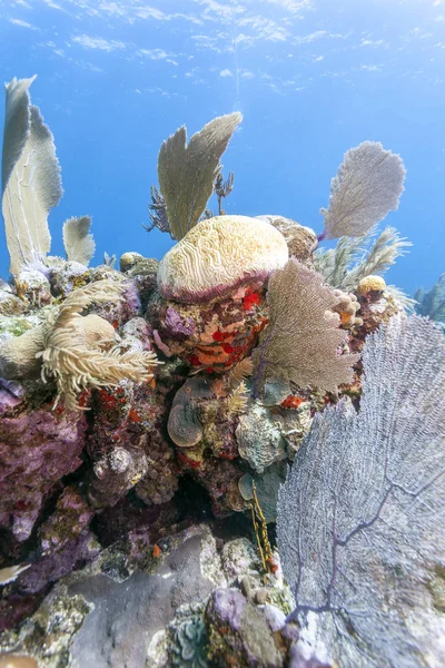 Arrecife Coral Bajo Agua Frente Costa Roatán —  Fotos de Stock