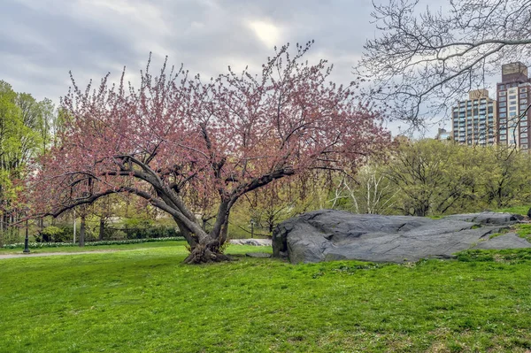 Central Park Manhattan Nueva York Primavera — Foto de Stock