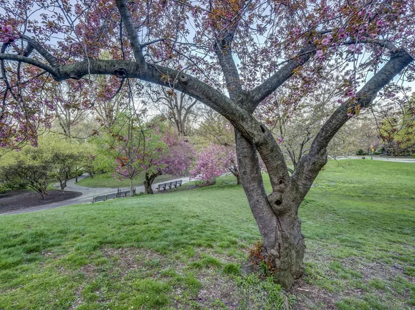 Central Park Manhattan New York City Våren — Stockfoto
