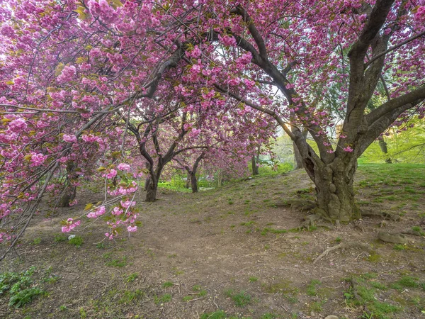 Central Park Manhattan Nueva York Primavera —  Fotos de Stock