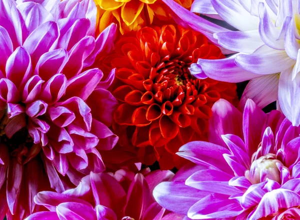 ダリアの花は ふさふさした 草本の多年生植物 キク科の属 — ストック写真