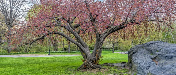 Central Park Manhattan Nowy Jork Wiosną — Zdjęcie stockowe