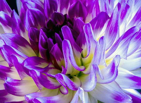 Bloem Dahlia Een Geslacht Van Struikachtige Tubereuze Kruidachtige Vaste Planten — Stockfoto