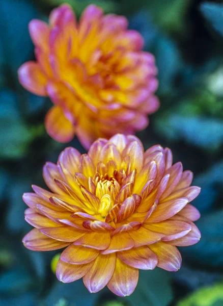 Dahlia Flower Genus Bushy Tuberous Herbaceous Perennial Plants Asteraceae — Stock Photo, Image