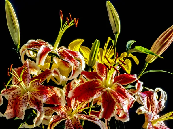 Lilium Stargazer Stargazer Lily Hybridní Lilie Orientální Lilie — Stock fotografie